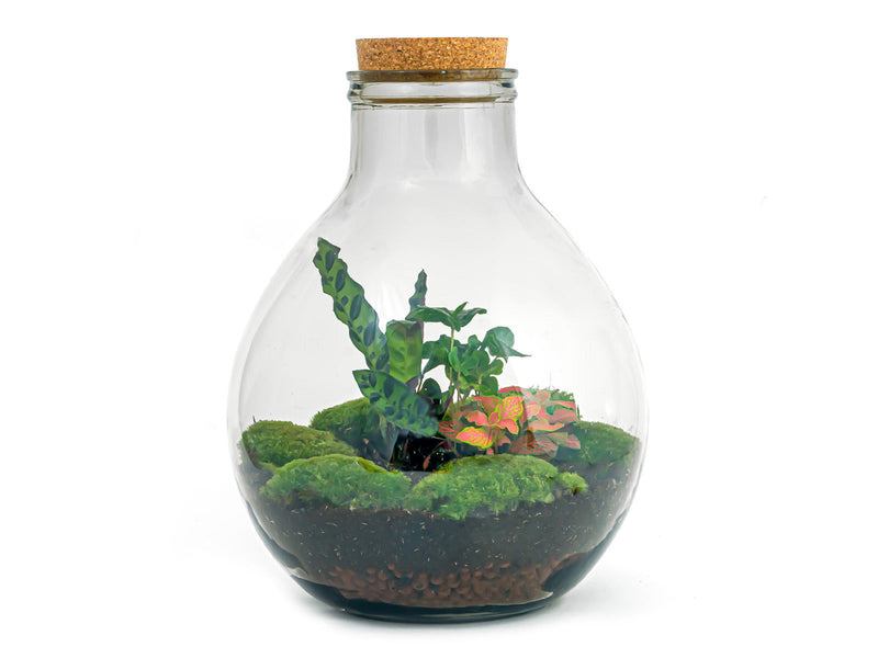 Terrarium Diy Kit - Big Paul Red Xl - Bottle Garden - ↑ 40 Cm