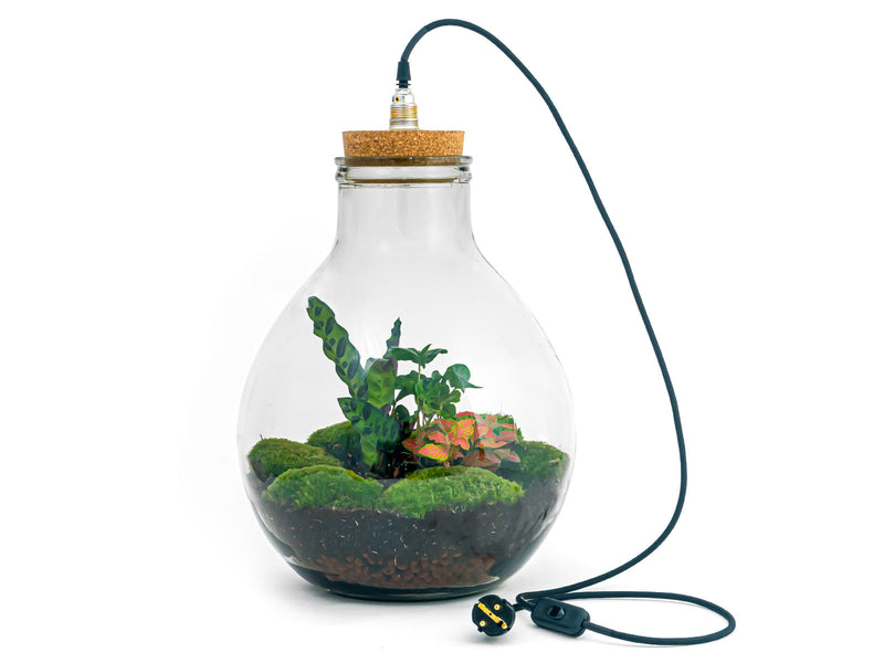 Terrarium Diy Kit - Big Paul Red Xl - Bottle Garden - ↑ 40 Cm