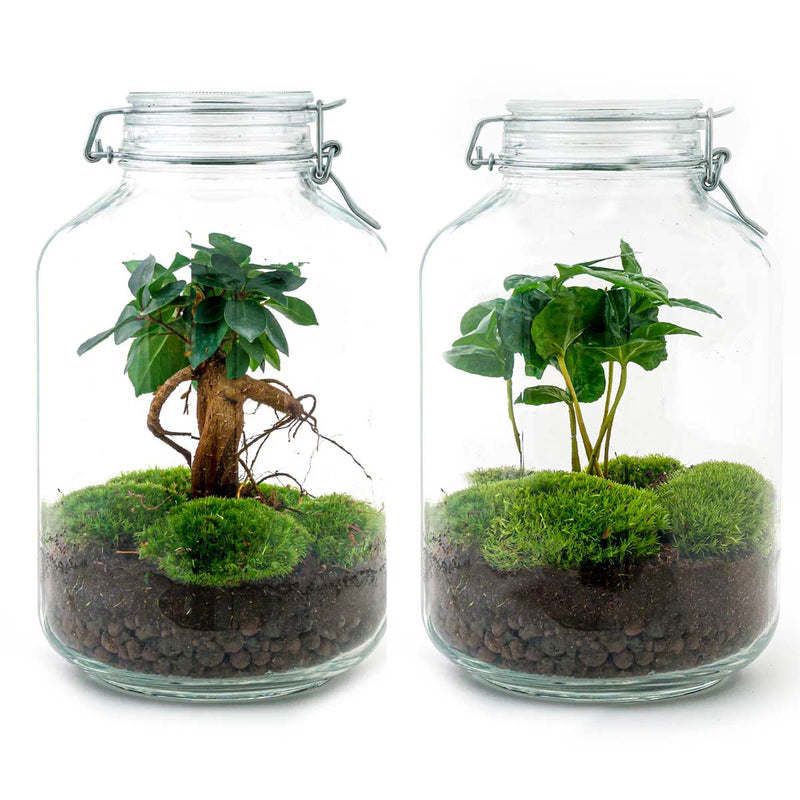 Jar Terrarium Kit - Bottle Garden - ↑ 28 Cm