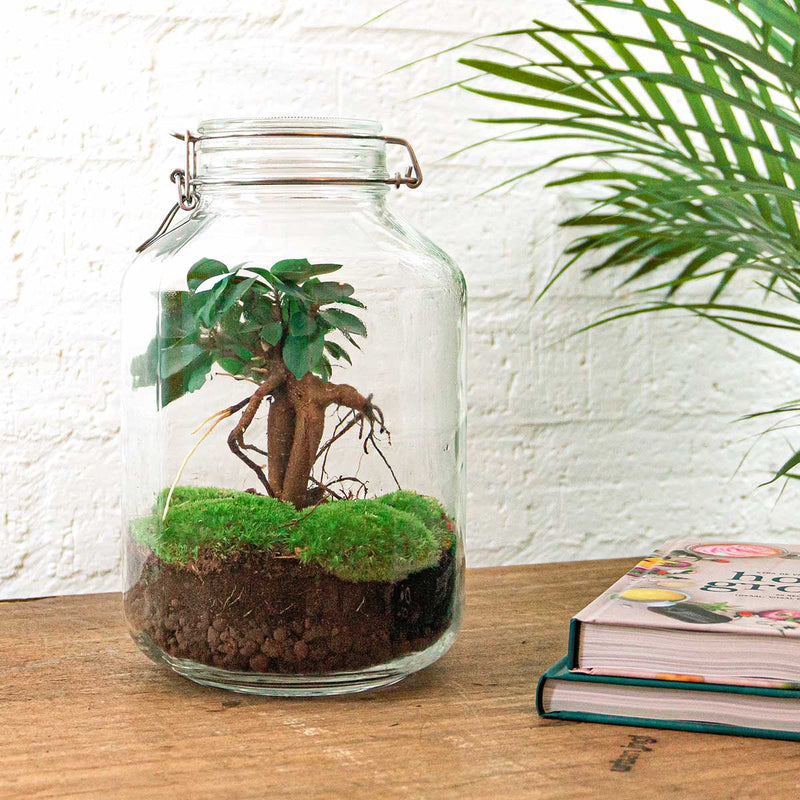 Jar Terrarium Kit - Bottle Garden - ↑ 28 Cm