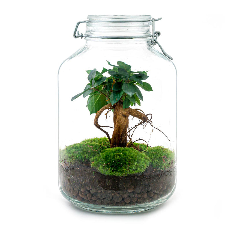 Jar Terrarium Kit - Bottle Garden - ↑ 28 Cm