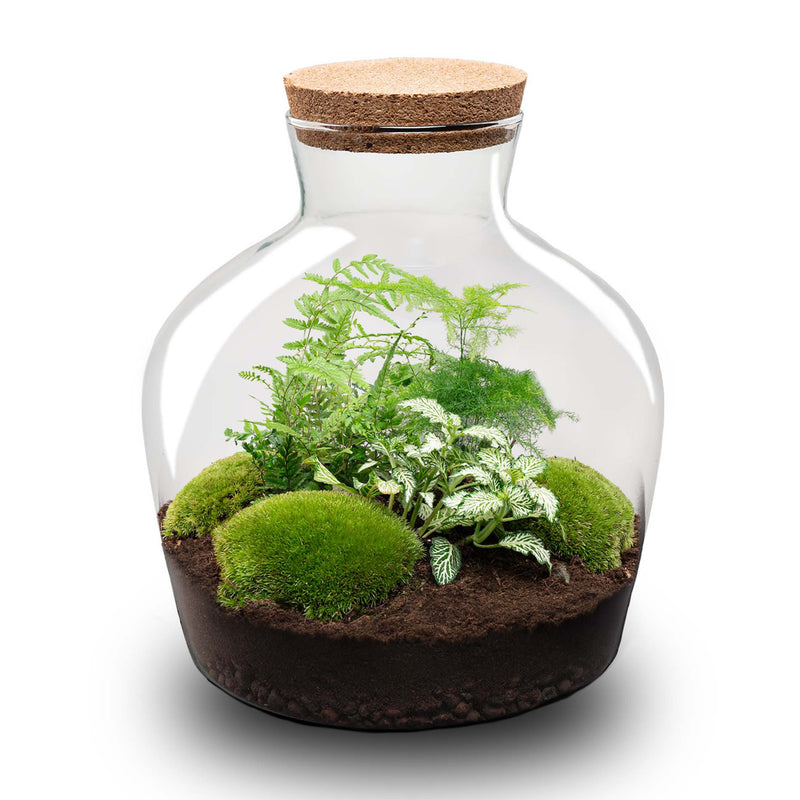 Terrarium Diy Kit - Fat Joe Green - Bottle Garden - ↑ 30 Cm