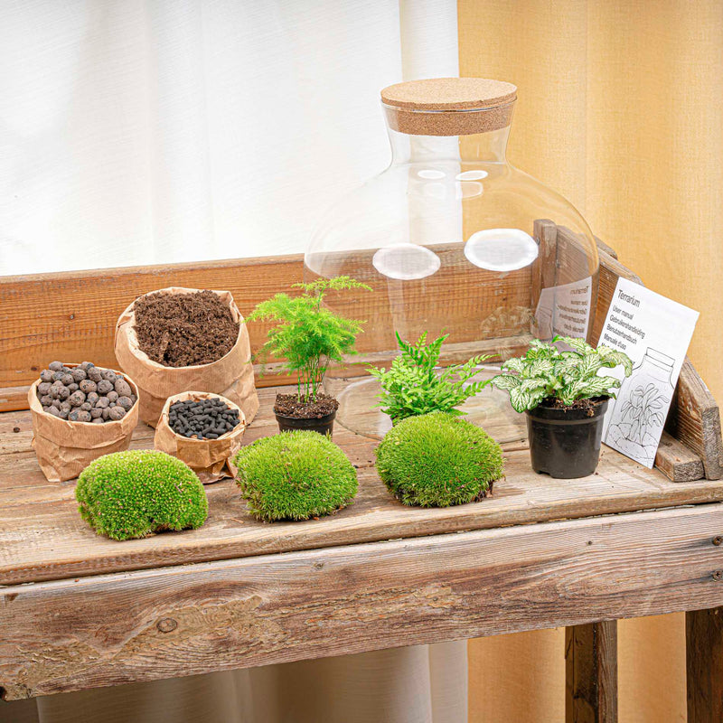 Terrarium Diy Kit - Fat Joe Green - Bottle Garden - ↑ 30 Cm