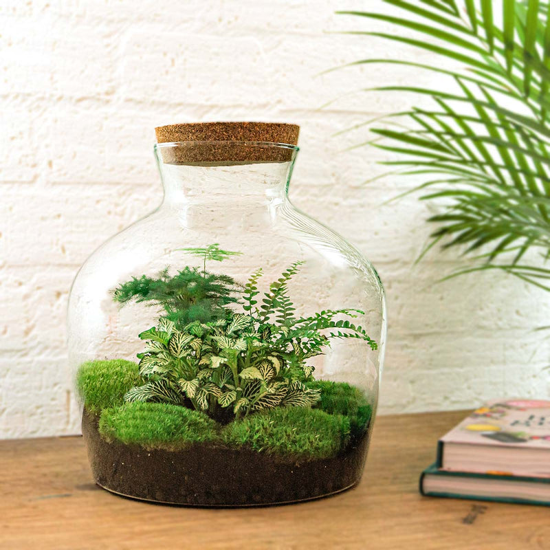 Terrarium Diy Kit - Fat Joe Green - Bottle Garden - ↑ 30 Cm