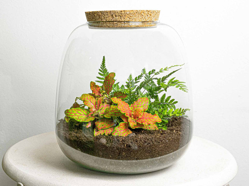 Terrarium Diy Kit - Emma Mini - Diy Kit - ↑ 20 Cm - Ø 19 Cm