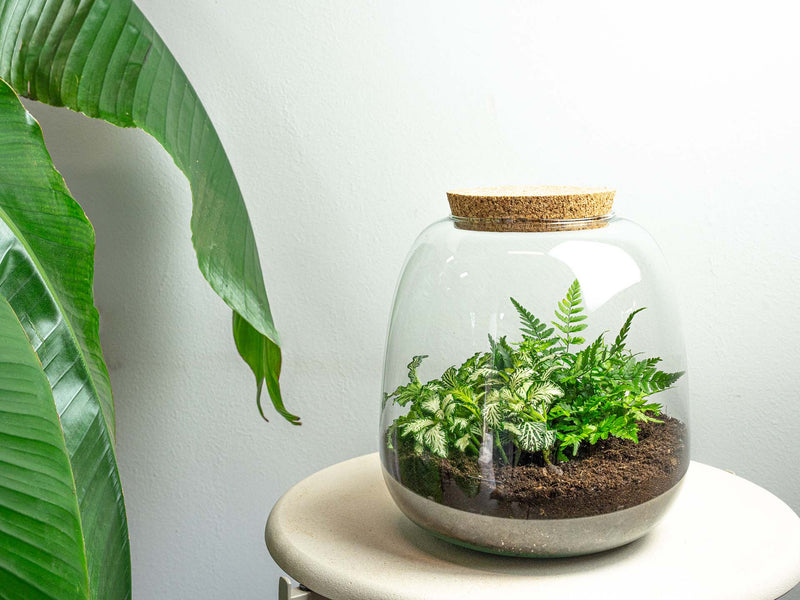 Terrarium Diy Kit - Emma Mini - Diy Kit - ↑ 20 Cm - Ø 19 Cm