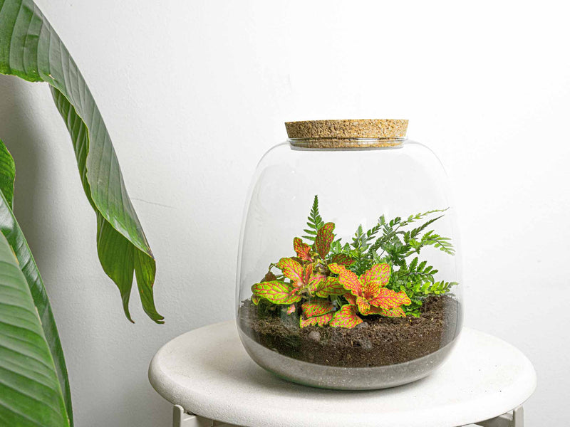 Terrarium Diy Kit - Emma Mini - Diy Kit - ↑ 20 Cm - Ø 19 Cm