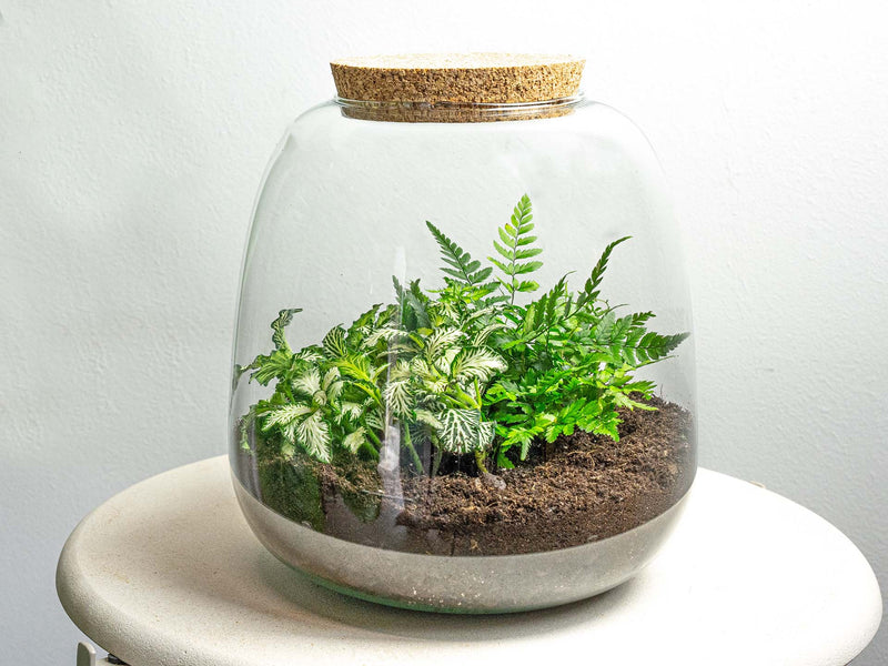 Terrarium Diy Kit - Emma Mini - Diy Kit - ↑ 20 Cm - Ø 19 Cm