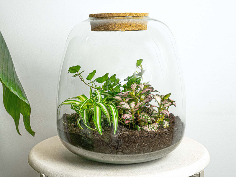 Terrarium Diy Kit - Emma - Diy Kit - ↑ 25 Cm - Ø 23 Cm