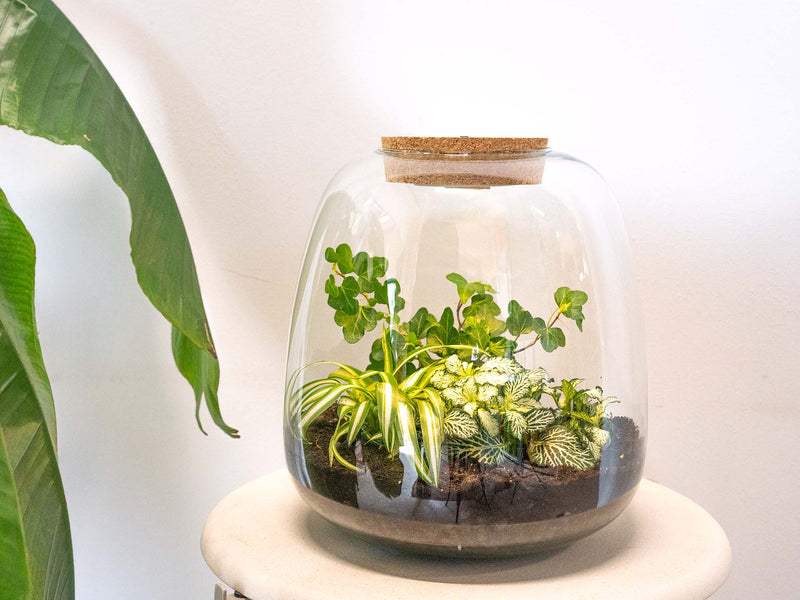 Terrarium Diy Kit - Emma - Diy Kit - ↑ 25 Cm - Ø 23 Cm