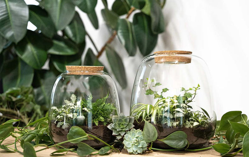 Terrarium Diy Kit - Emma - Diy Kit - ↑ 25 Cm - Ø 23 Cm