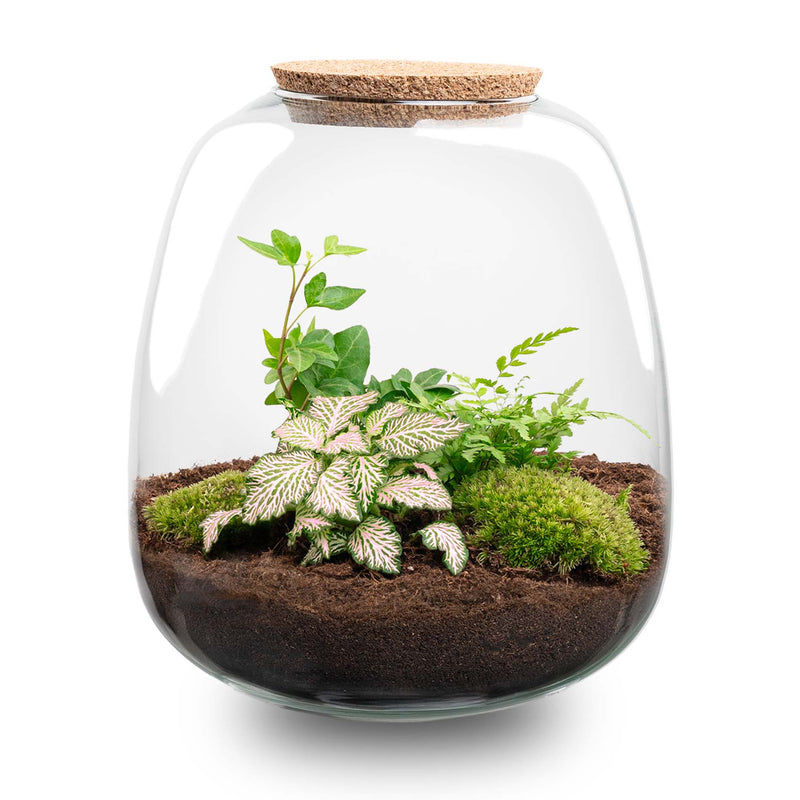 Terrarium Diy Kit - Emma - Diy Kit - ↑ 25 Cm - Ø 23 Cm