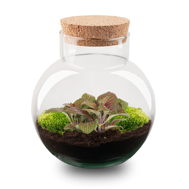 Terrarium Diy Kit - Noah - Diy Kit - ↑ 20 Cm