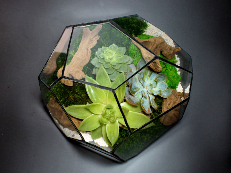 Geometric Terrarium - Torno - Vivarium - ↑ 28 X 26 X 24 Cm (Lxwxh) - Glass