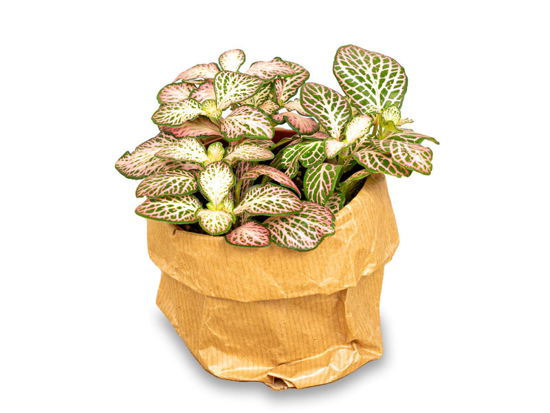 Fittonia Pink Tiger - Pink, White And Green - Mosaic Plant