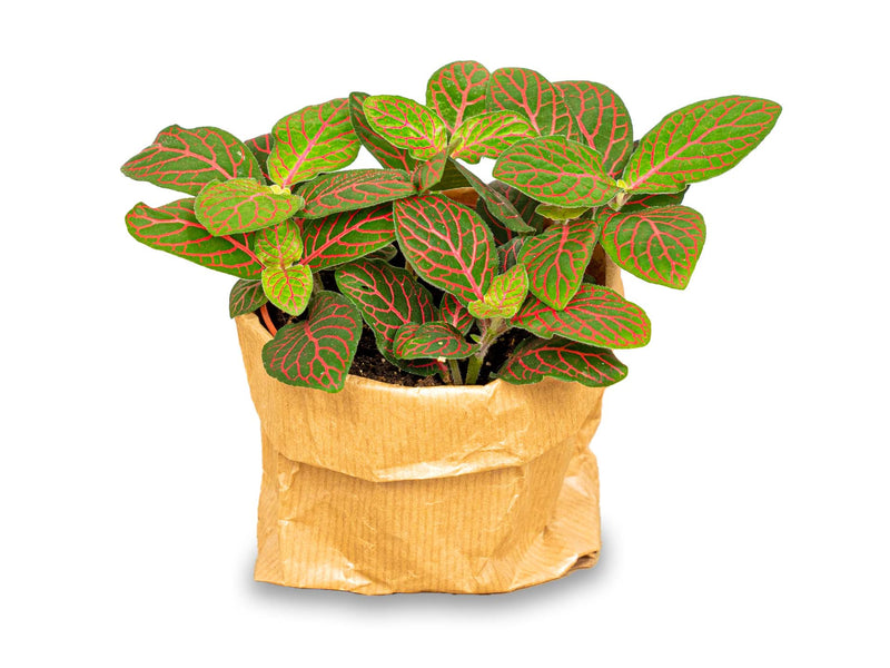 Fittonia Joly Josan - Red And Green - Mosaic Plant