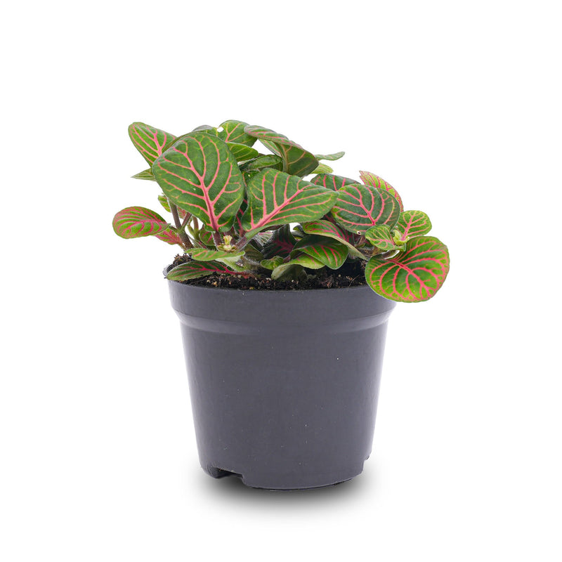 Fittonia Bubble Red - Red And Green - Mosaic Plant