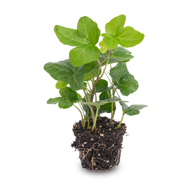 Hedera Helix - Ø 6 Cm - Houseplant & Terrarium Plant