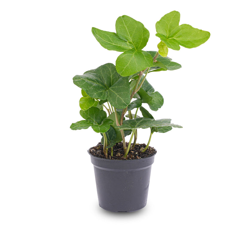 Hedera Helix - Ø 6 Cm - Houseplant & Terrarium Plant