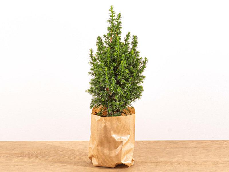 Mini Christmas Tree - Chamaecyparis - 25-30 Cm