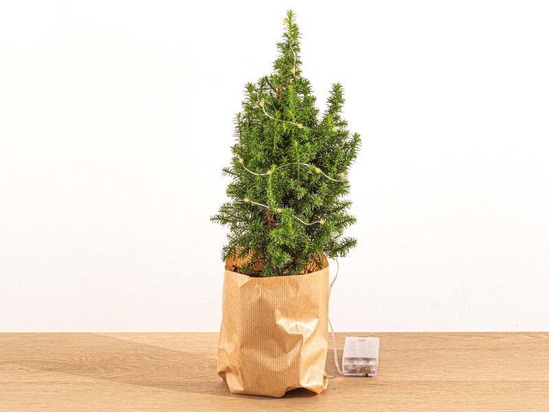 Mini Christmas Tree - Chamaecyparis - 25-30 Cm