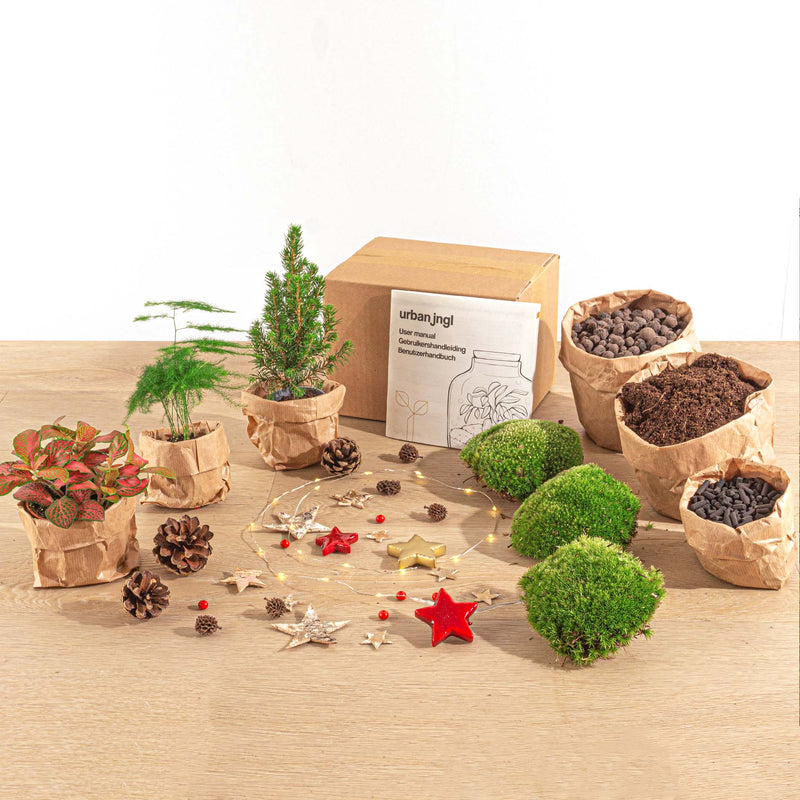 Christmas Plant Terrarium Package - Christmas Kit & Tree - Asparagus - Fittonia Ruby Lime - 3 Terrarium Plants - Refill & Starter Package