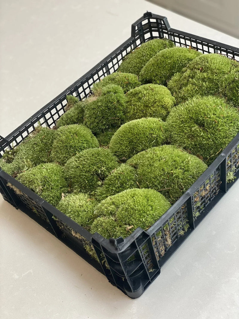 Live Cushion Moss - Full Tray Of Natural Moss - Green & Fresh