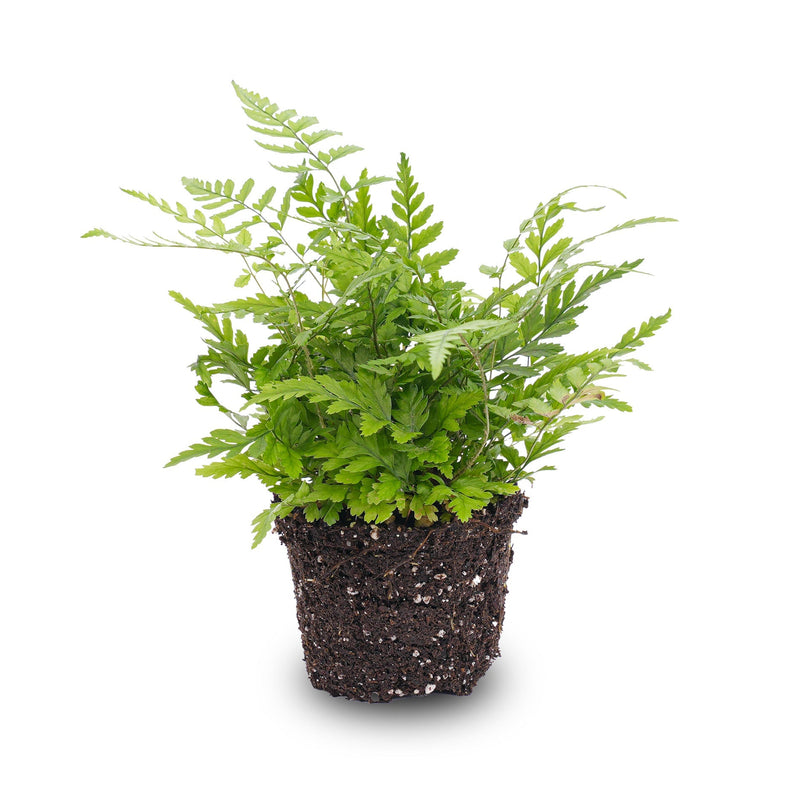 Fern - Athyrium Spicatum - Terrarium Plant