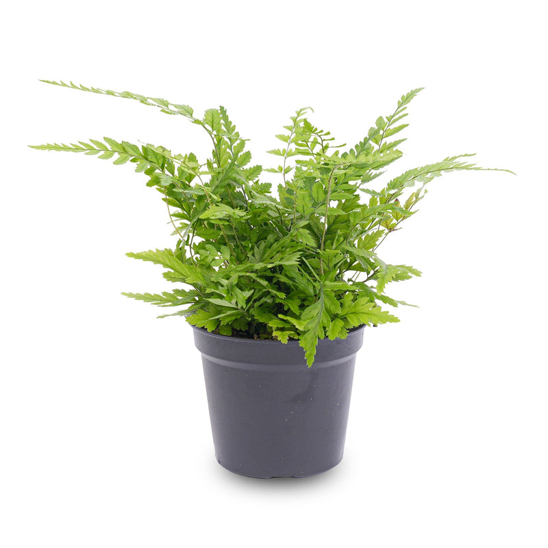 Fern - Athyrium Spicatum - Terrarium Plant