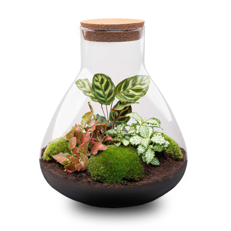 Terrarium Diy Kit - Sam Xl Red - Bottle Garden - ↑ 35 Cm