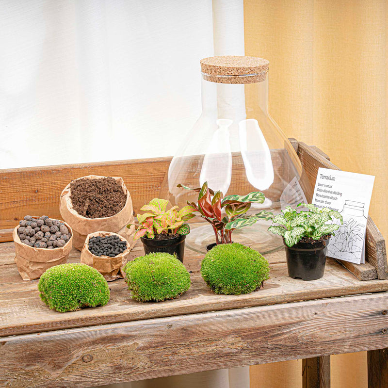 Terrarium Diy Kit - Sam Xl Red - Bottle Garden - ↑ 35 Cm