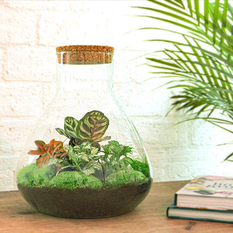 Terrarium Diy Kit - Sam Xl Red - Bottle Garden - ↑ 35 Cm