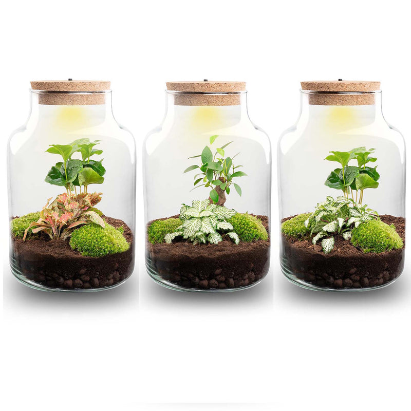 Terrarium Diy Kit - Little Milky + Led Light - ↑ 25 Cm