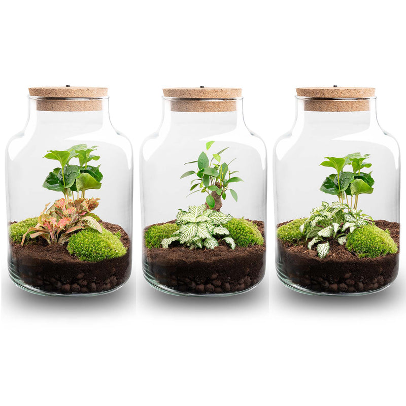 Terrarium Diy Kit - Little Milky + Led Light - ↑ 25 Cm