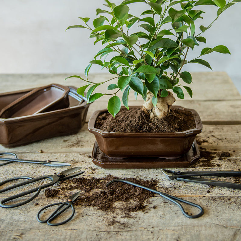 Bonsai Root Hook - 20,5 Cm - Bonsai Tool