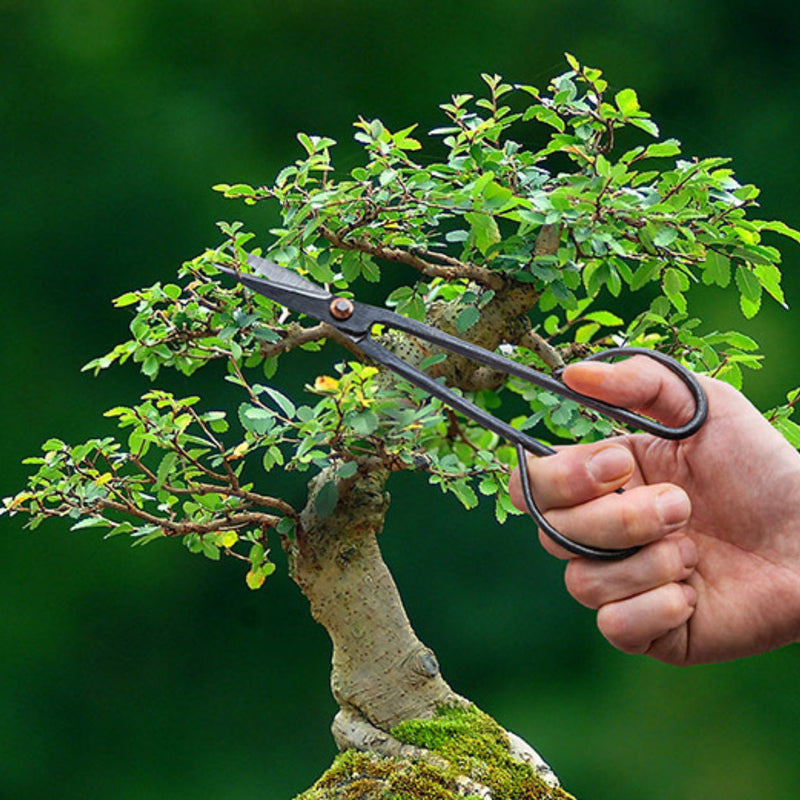 Bonsai Twig Shears Slim - 20,5 Cm - Bonsai Tool