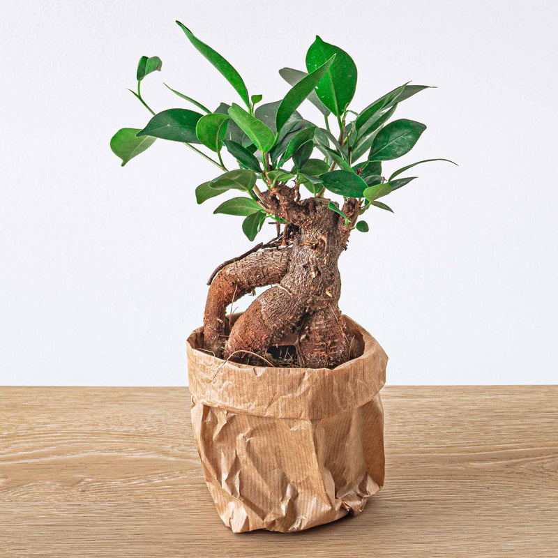 Ficus Microcarpa Ginseng Bonsai - ↑20 Cm