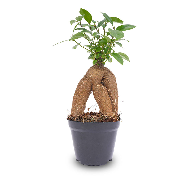 Ficus Microcarpa Ginseng Bonsai - ↑20 Cm