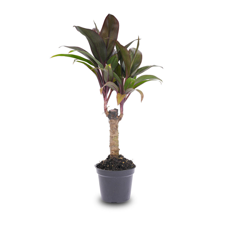 Mini-Palm - Cordyline Fruticosa 'Purple Compacta' - Terrarium Plant