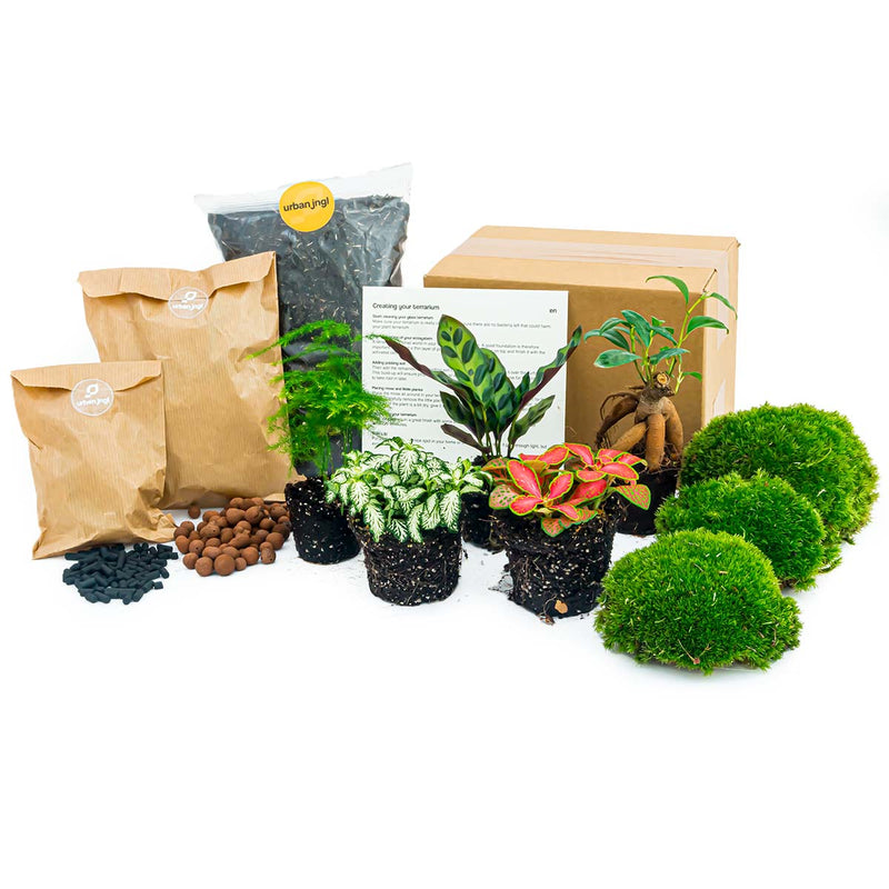 Plant Terrarium Package - Bonsai 5 - Calathea Lancifolia - Bonsai - Asparagus - Red & White Fittonia - 5 Terrarium Plants - Refill & Starter Package - Diy Terrarium Kit