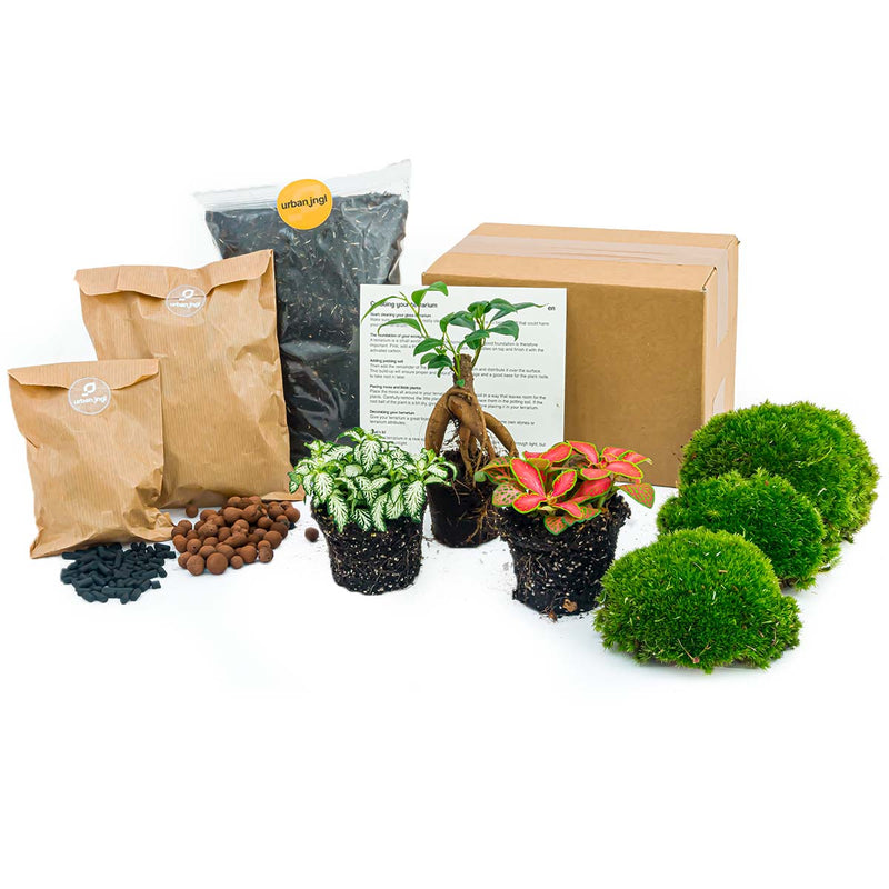 Plant Terrarium Package - Bonsai - 3 Terrarium Plants - Refill & Starter Package - Diy Terrarium Kit