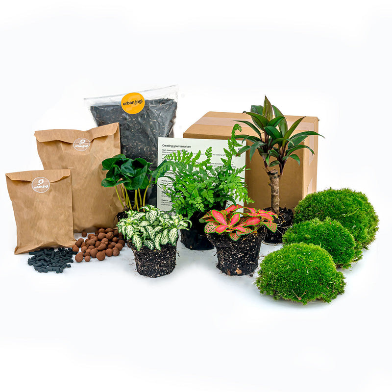 Plant Terrarium Package - Jungle 5 - Refill & Starter Package - Diy Terrarium Kit