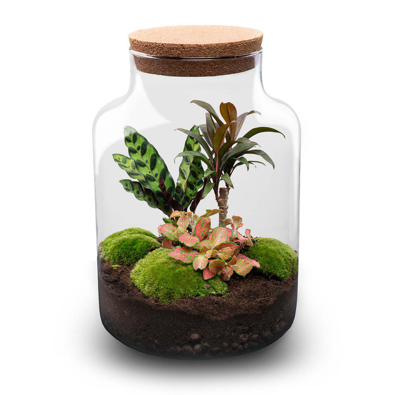 Terrarium Diy Kit - Milky Palm - Bottle Garden - ↑ 30 Cm