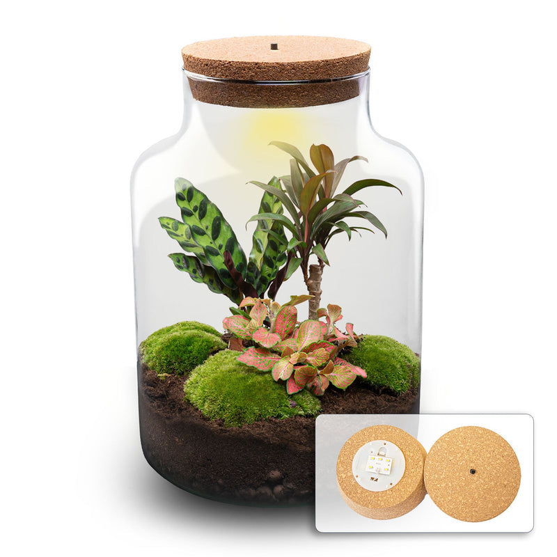 Terrarium Diy Kit - Milky Palm - Bottle Garden - ↑ 30 Cm