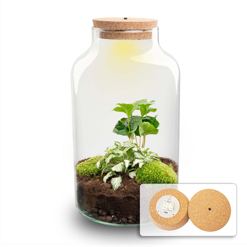 Terrarium Diy Kit - Milky Coffea With Light - Bottle Garden - ↑ 31 Cm