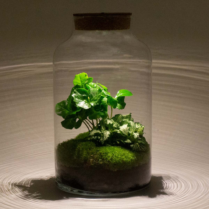 Terrarium Diy Kit - Milky Coffea With Light - Bottle Garden - ↑ 31 Cm