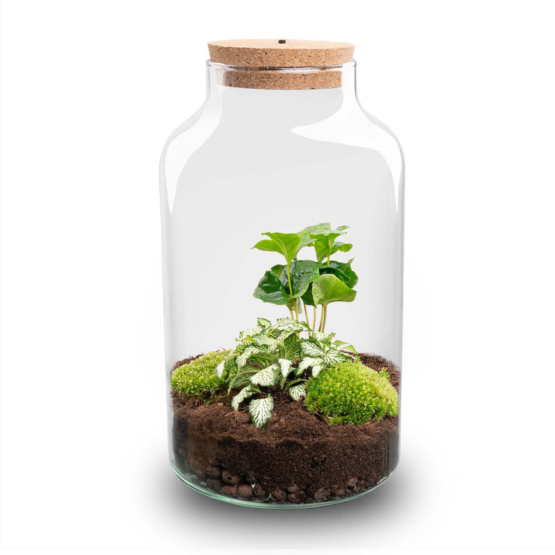 Terrarium Diy Kit - Milky Coffea With Light - Bottle Garden - ↑ 31 Cm