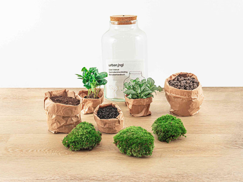 Terrarium Diy Kit - Milky Coffea With Light - Bottle Garden - ↑ 31 Cm