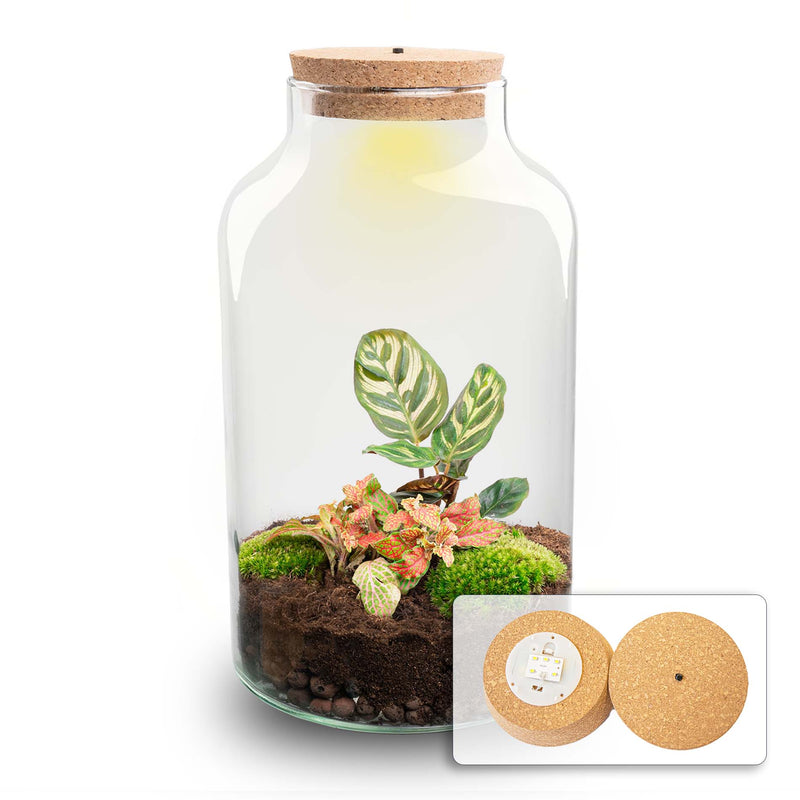 Terrarium Diy Kit - Milky Calathea With Light - Bottle Garden - ↑ 31 Cm