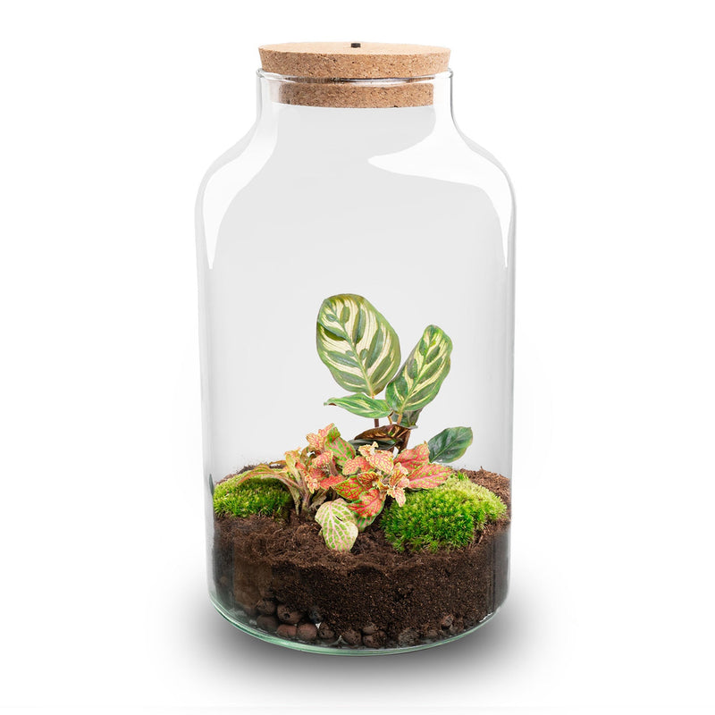 Terrarium Diy Kit - Milky Calathea With Light - Bottle Garden - ↑ 31 Cm